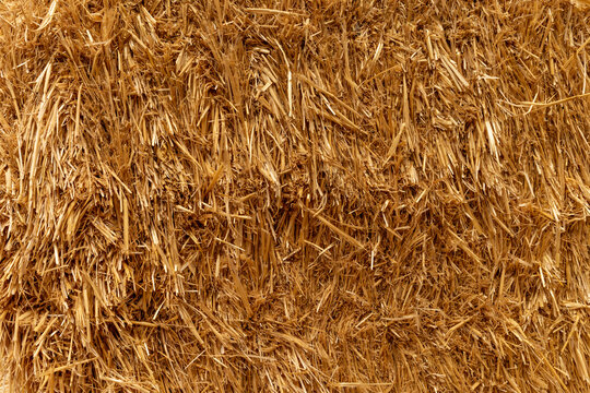 golden hay background, textured straw closeup, front view