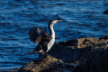 Pied Shag / Cormorant in New Zealand