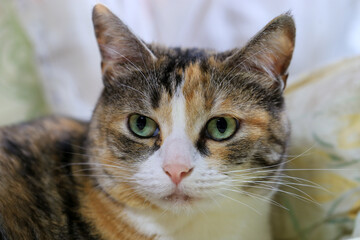 若くてかわいいネコ