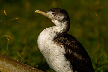 Pied Shag / Cormorant in New Zealand