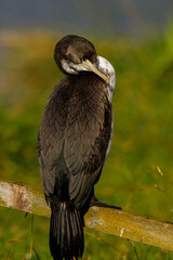 Pied Shag / Cormorant in New Zealand