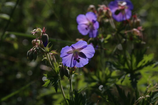 Delicate blue flowers of the meadow geranium