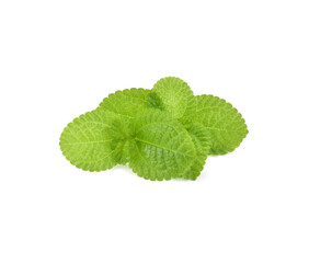 growing fresh green mint. close-up background