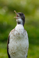 Pied Shag / Cormorant in New Zealand