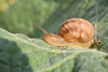 Curious snail in the garden on green leaf. Snail on leaf in garden. Burgundy snail Helix pomatia , Burgundy edible snail or escargot