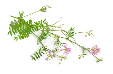Securigera varia or Coronilla varia, commonly known as crownvetch or purple crown vetch. Isolated on white background