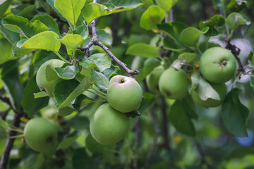 Wild apple tree. Green apples on a branch close-up.