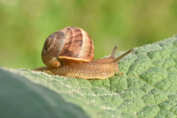 Curious snail in the garden on green leaf. Snail on leaf in garden. Burgundy snail Helix pomatia , Burgundy edible snail or escargot