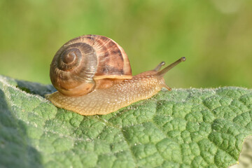 Curious snail in the garden on green leaf. Snail on leaf in garden. Burgundy snail Helix pomatia , Burgundy edible snail or escargot