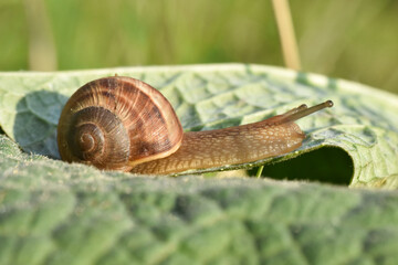 Curious snail in the garden on green leaf. Snail on leaf in garden. Burgundy snail Helix pomatia , Burgundy edible snail or escargot
