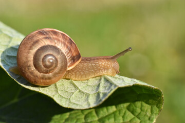 Curious snail in the garden on green leaf. Snail on leaf in garden. Burgundy snail Helix pomatia , Burgundy edible snail or escargot