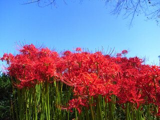 Cluster amaryllis in Japan
日本の彼岸花