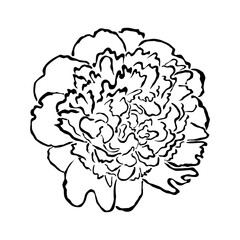 Peony. Hand drawn vector illustration, isolated on a white background.