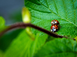 Pair of Ladybugs © Karol