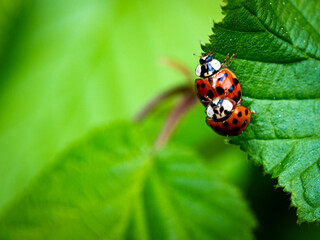 Ladybugs in pair © Karol