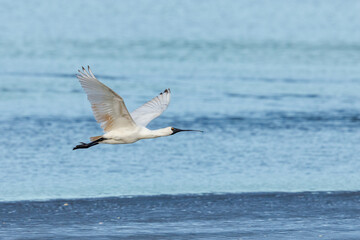 Royal Spoonbill in New Zealand