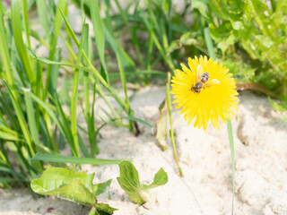 Wasp on dandelion