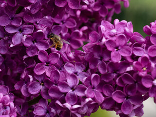 Sharp wasp on lilac flower