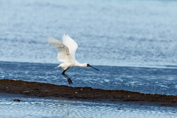 Royal Spoonbill in New Zealand