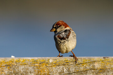House Sparrow in New Zealand