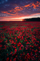 Beautiful sunrise sunset seen from an amazing poppy field with a beautiful colored cloudy sky