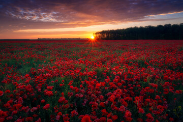 Fototapeta na wymiar Beautiful sunrise sunset seen from an amazing poppy field with a beautiful colored cloudy sky