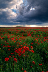 Storm clouds with heavy rain seen in a poppy field