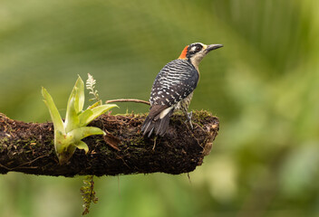 Schläfenfleckspecht (Melanerpes pucherani) in Costa Rica