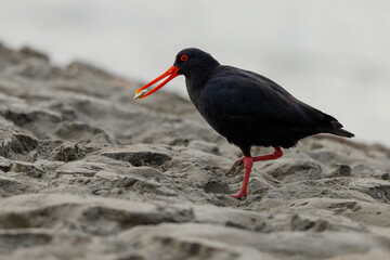 Variable Oystercatcher in New Zealand