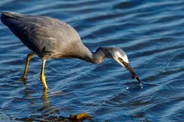 White-faced Heron in New Zealand