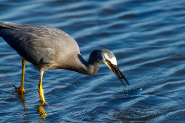 White-faced Heron in New Zealand