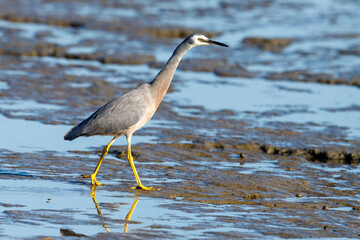 White-faced Heron in New Zealand