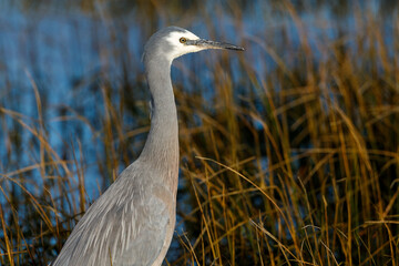 White-faced Heron in New Zealand