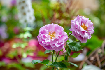 Bright summer flower bloomed in a botanical greenhouse