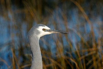 White-faced Heron in New Zealand