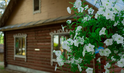 Petunia flowers in pots. Flower pot hanging on the background of a wooden house