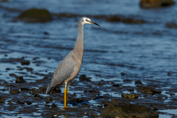 White-faced Heron in New Zealand