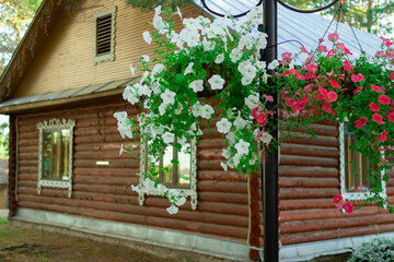 Fototapeta na wymiar Petunia flowers in pots. Flower pot hanging on the background of a wooden house
