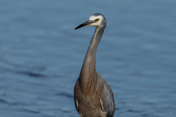 White-faced Heron in New Zealand