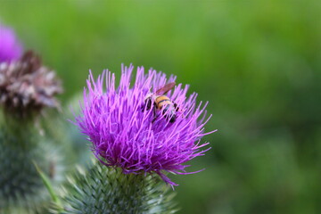 Abeja en flor silvestre
