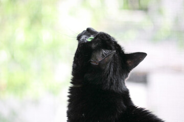 A black cat with green eyes sits by the window and looks up. Selective focus