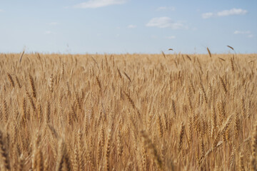 golden wheat field