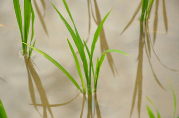 the green paddy plant seedlings in water field