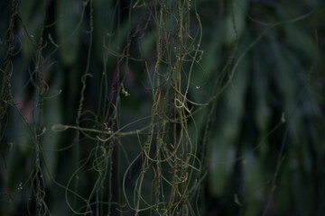 The drop falling down in the jungle. Thailand. 