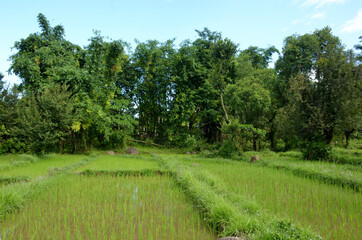 Fototapeta na wymiar bunch the paddy plant field with green tree and sky view.