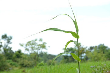 the green grass plant in the field with view. 