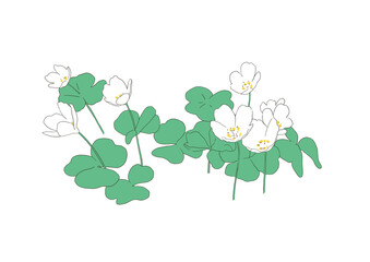 Oxalis acetosella or the wood sorrel simple line illustration on the white background. Tender cartoon small flowers line illustration