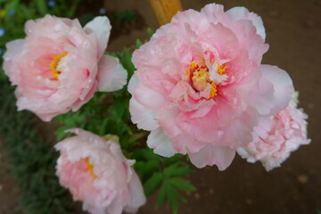 Beautiful pink peony flowers in the garden