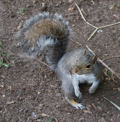 Squirrel standing on rough ground showing detail and bushy tail