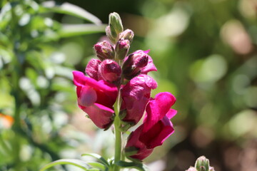bahçede çiçek açmış Antirrhinum